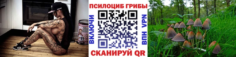 Галлюциногенные грибы Psilocybe  Стерлитамак 